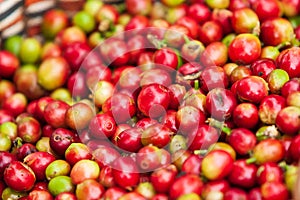 Fresh Arabica coffee berries in basket. Organic coffee farm on B